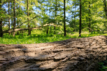 Wood texture on jundke horizontal