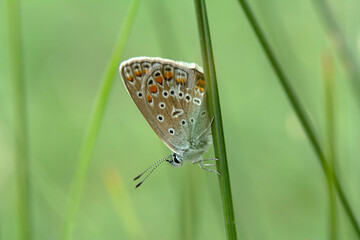 Macro shots, Beautiful nature scene. Closeup beautiful butterfly sitting on the flower in a summer garden.