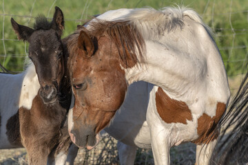 Fototapeta na wymiar Foal with his mother in enclosure in spring.