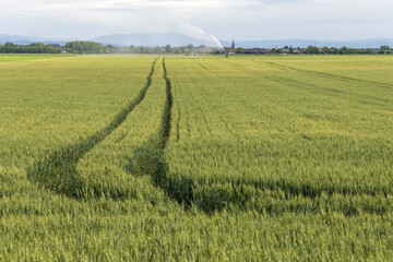 Wheat field in spring in plain. Alsace.