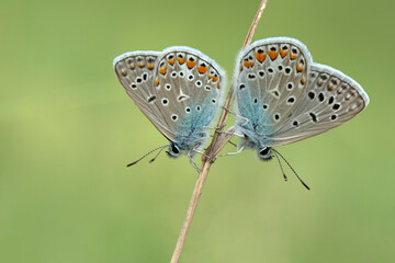 Macro shots, Beautiful nature scene. Closeup beautiful butterfly sitting on the flower in a summer garden.