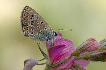 Obraz premium Macro shots, Beautiful nature scene. Closeup beautiful butterfly sitting on the flower in a summer garden.