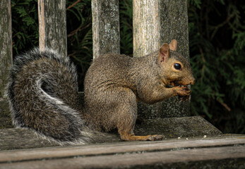 A gray squirrel sitting on a wooden bench eating a walnut