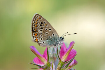 Macro shots, Beautiful nature scene. Closeup beautiful butterfly sitting on the flower in a summer garden.