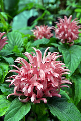 Justicia carnea, the Brazilian plume flower, Brazilian-plume, flamingo flower, or jacobinia. Pink flower