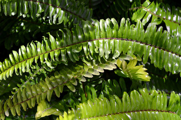 Nephrolepis cordifolia fern native to northern Australia and Asia. Common names: fishbone, tuberous...
