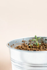 Small rosemary potted plant, close up. Home growing organic spice herb in pot.