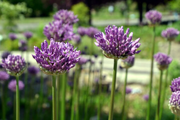 Close up photography of an allium purple flower bud blooming, beige vivid colours, spring time. Round shaped blooming purple flower. 