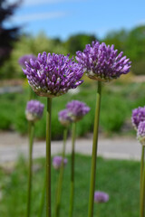Close up photography of an allium purple flower bud blooming, beige vivid colours, spring time. Round shaped blooming purple flower. 