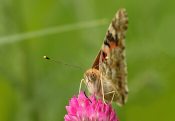 Painted Lady (Vanessa cardui), macro photography of the colorful butterfly on meadow flower