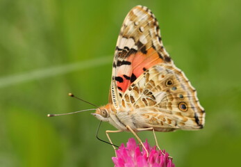 Painted Lady (Vanessa cardui), macro photography of the colorful butterfly on meadow flower