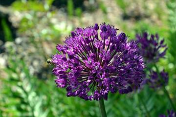 Close up photography of an allium purple flower bud blooming, beige vivid colours, spring time. Round shaped blooming purple flower. 