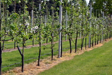Apple trees in an orchard. Orchard irrigation system.  Drip iIrrigation of fruit trees. Spring Scene in blooming orchard. Gardening and agricultural concept