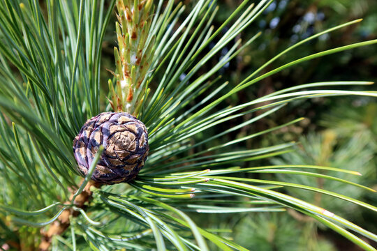 Pinus cembra, also known as  Swiss stone pine or Arolla pine or Austrian or just stone pine. Pine trees grow in the Alps and Carpathian Mountains of central Europe