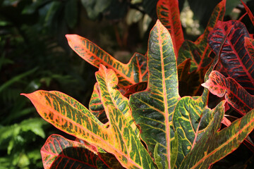 Codiaeum variegatum is the scientific name for the plant also named variegated croton, garden croton and Joseph's coat. © PaulSat