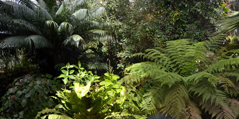 Deep jungle. Vegetation from the wild jungle. Green background. Natural environment