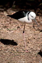 the black winged stilt is a black and white waterbitd