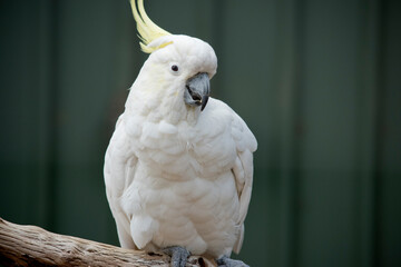 this sulpur crested cockatoo is in a large avairy