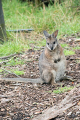 the tammar wallaby is standing looking for danger
