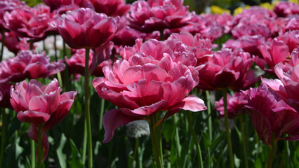 Obraz premium Field with pink tulips. Tulips in the park