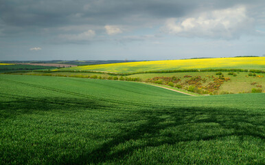 Farmland with wheat and oil seed rape under bright sky in summer. Yorkshire, UK.