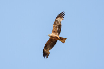 Black kite in flight against a blue sky