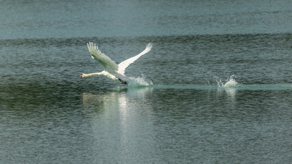 mute swan flying over a body of water