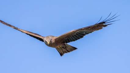 Black kite in flight against a blue sky