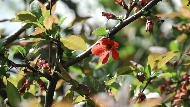 A red summer, fruit flower that delicately moves in the morning wind on a sunny spring day, with a blurry background.