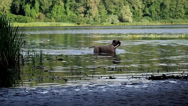 dog swims in the river in summer
