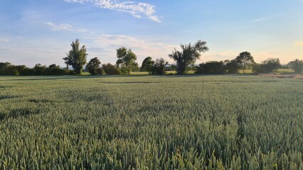 Getreidefeld mit Bäumen