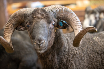 Baran, artiodactyl mammal from the genus of rams, family of bovids. Close-up, a ram on a sheep...