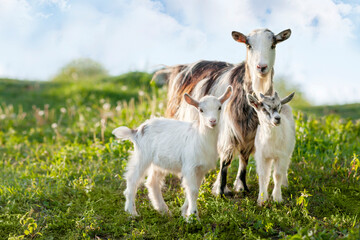 Domestic goats are a mother goat and two white kids goats. In nature, in the meadow. Pets. Portrait. The goats look at the viewer. A grass and a sky