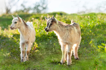 Two small house goats walk in nature, in a green meadow, in the summer. Cute little goats graze on the green grass.