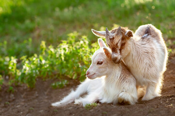 Two small house goats play and lie on the ground, in the meadow, in the summer. Cute little goats graze on the green grass. - Powered by Adobe