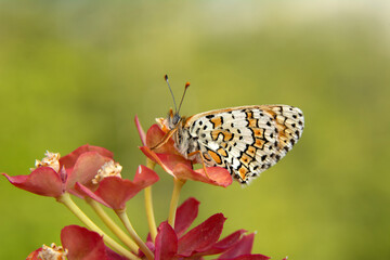 Macro shots, Beautiful nature scene. Closeup beautiful butterfly sitting on the flower in a summer garden.