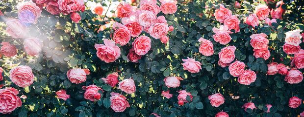 Fine art image of beautiful pastel roses in garden.