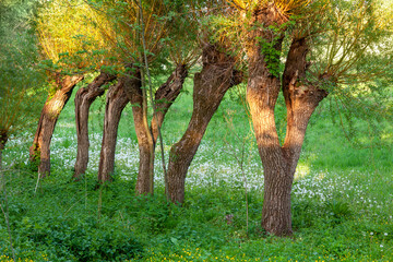 The trunks of old trees grow in a row in nature in the grass, a geometric series of trees with foliage