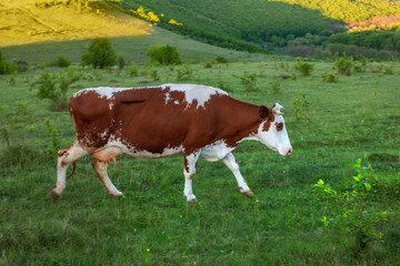A brown cow walks through a green meadow. A pet grazes in the valley of the mountains