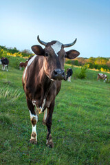 A brown cow with with a corns stands in a green meadow and looks straight ahead.