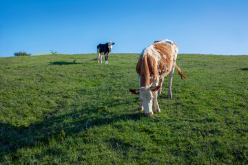 A brown cow walks through a green meadow. A pet grazes in the valley under a blue sky