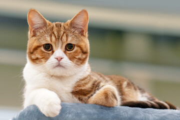 Close up portrait of funny ginger red and white purebred cat, laying and looking right to the camera. Domestic kitten with plump cheeks and sad eyes, expressive face. Copy space.