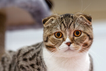 Close up portrait of funny striped and spotted purebred cat, looking right to the camera. Domestic fold kitten, British or Scottish, with plump cheeks and big eyes, expressive face. Copy space.