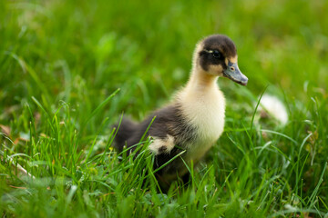 A small gray duckling walks in the green grass on a summer day. Baby duck, poultry, cute chick on the farm