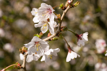Fuji cherry, Prunus incisa