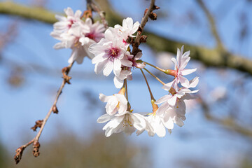 Higan cherry, Prunus subhirtella