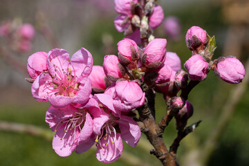 Nectarine tree, Prunus persica