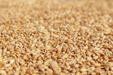 Closeup of harvest of ripe golden wheat, selected focus.