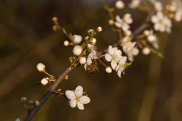 a worker bee on a blooming tree in the warm evening sunlight