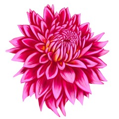 drawing flower of dahlia isolated at white background , hand drawn botanical illustration